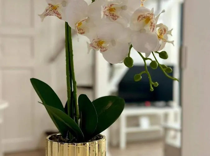 Apartament Roxy 4a *